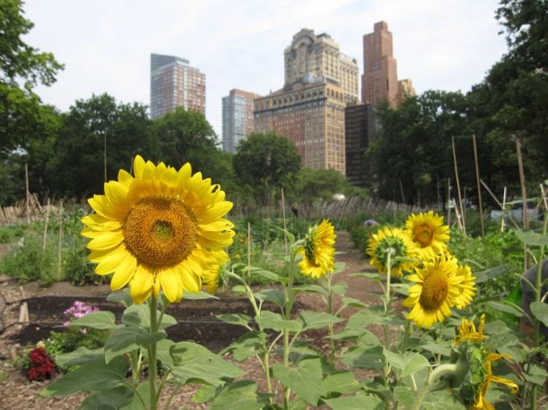 Battery Park Farm