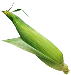 Corn from MS library