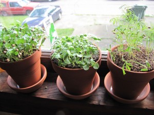 windowside herbs